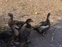 Ducks — foto 4