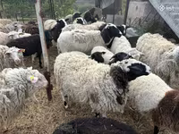 Carnero, Dorper sheep — foto 7