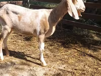 Dê cái, Nubian Goat — ảnh 2