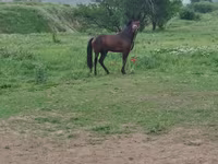 اسب نر, اسب — عکس 7
