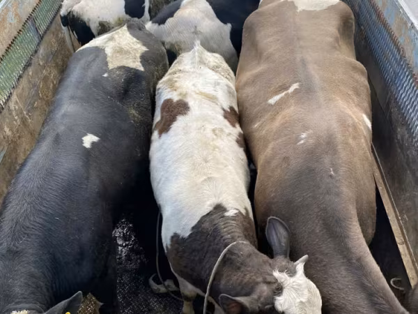 Tyre, Simmental cattle