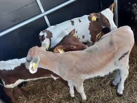Bou, Simmental cattle — foto 2