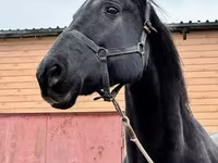 Faras dhaddig, Akhal-Teke — sawirka 7