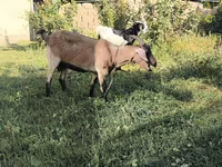 Kambing jantan, Alpine goat — foto 6