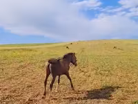 Cavalo, Karabakh horse — foto 3