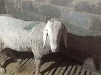 میش, Arashan sheep — عکس 3