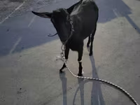 Koza, Alpine goat — zdjęcie 2