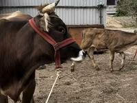 Ko, Swiss cattle — foto 5