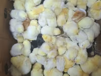 एडलर सिल्वर — फ़ोटो 3
