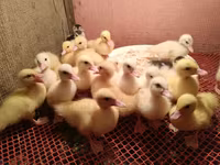 pato criollo doméstico — foto 3