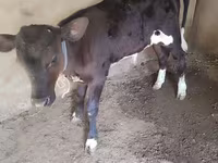 Ko, Russian Black pied cattle — foto 3