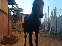 Cavallo, French Trotter — foto 4