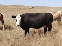 گاو ماده, Latvian Blue cattle — عکس 1