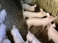 Cinghiale, Maiali — foto 4