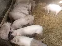 Säue, Schweine — Foto 4