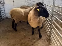 میش, White Suffolk sheep — عکس 7