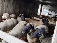 قوچ, Ile-de-France sheep — عکس 2