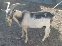 Koza, Alpine goat — fotografija 4