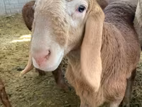 ஆண் ஆடு, Rhon sheep — புகைப்படம் 7
