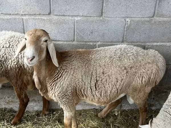 Ram, Sheep — Kyrgyzstan
