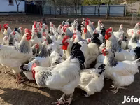 ساسکس — عکس 1