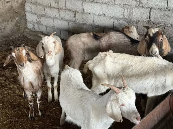 Taka, Nubian Goat