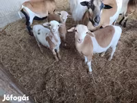 Хонь (бүлэг, хүйс заагаагүй), Cameroon sheep — 1 зураг