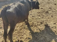 Krava, Simmental cattle — fotografija 4