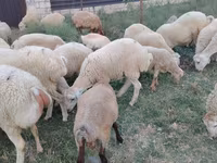 قوچ, گوسفند — عکس 7