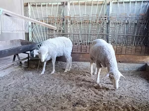 ভেড়ার পাঁঠা, Baerchuke sheep — উজবেকিস্তান
