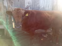 황소, Simmental cattle — 사진 1
