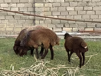 أغنام (دفعة، الجنس غير محدد), الأغنام — الصورة 4