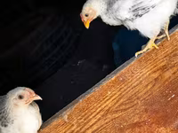 Chickens — عکس 2