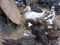 Ducks — foto 1