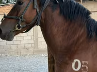 Адуу, Akhal-Teke — 2 зураг