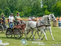 Klisna, Lipizzaner — foto 3