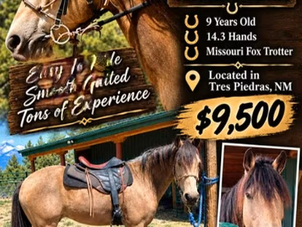 Kůň, Missouri foxtrotter
