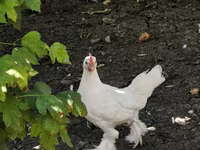Chickens — zdjęcie 1