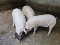 Babi betina, Макстер — foto 1