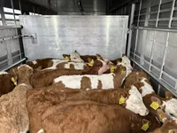 ხარი, Simmental cattle — ფოტო 4