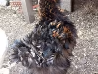 Chickens — 1 зураг