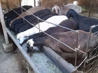 Kambing jantan, Sheep — foto 2