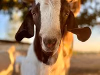 Ziege, Boer goat — Foto 4