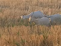 Pecora, Pecore — foto 5