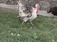 Turkeys — fotografija 3