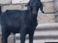 Kozioł, Anatolian Black goats — zdjęcie 1