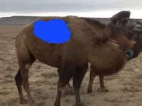 شتر ماده, Kazakh Bactrian camel — عکس 3