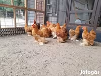 Pekin-Zwerg — Foto 7