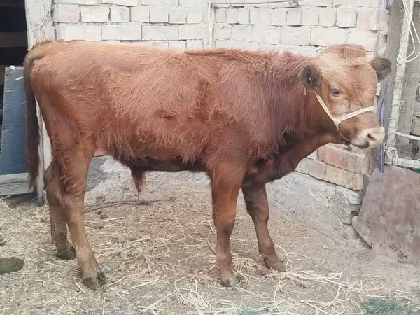 Banteng, Cattle
