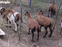 Widder, Cameroon sheep — Foto 1